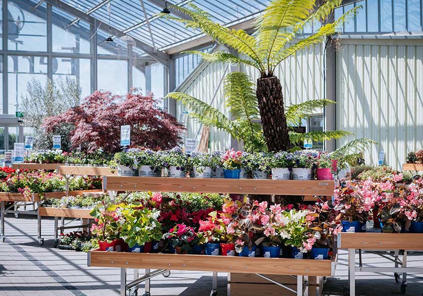 Shelves of flowers available at Fernhill Garden Centre.